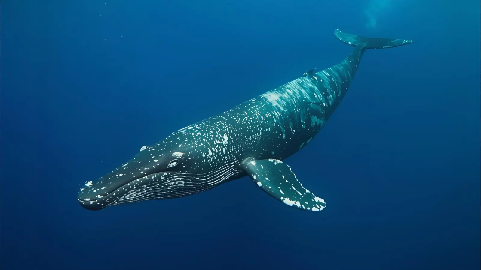 Whale Puns